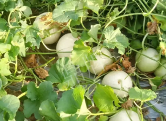蔬菜種子種植戶種植心得-真有這么好嗎？這個品種我試種了一畝地，猜猜